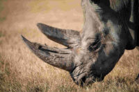 rhinoceros-768714_1920