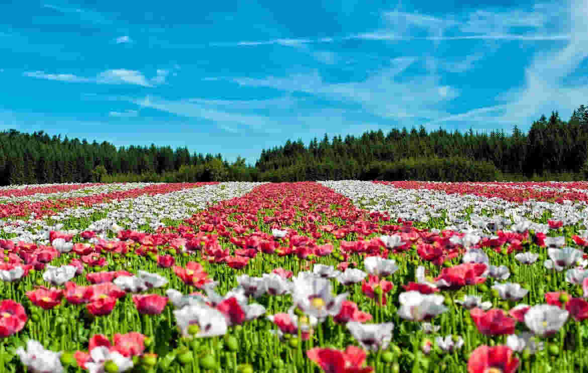 flores y