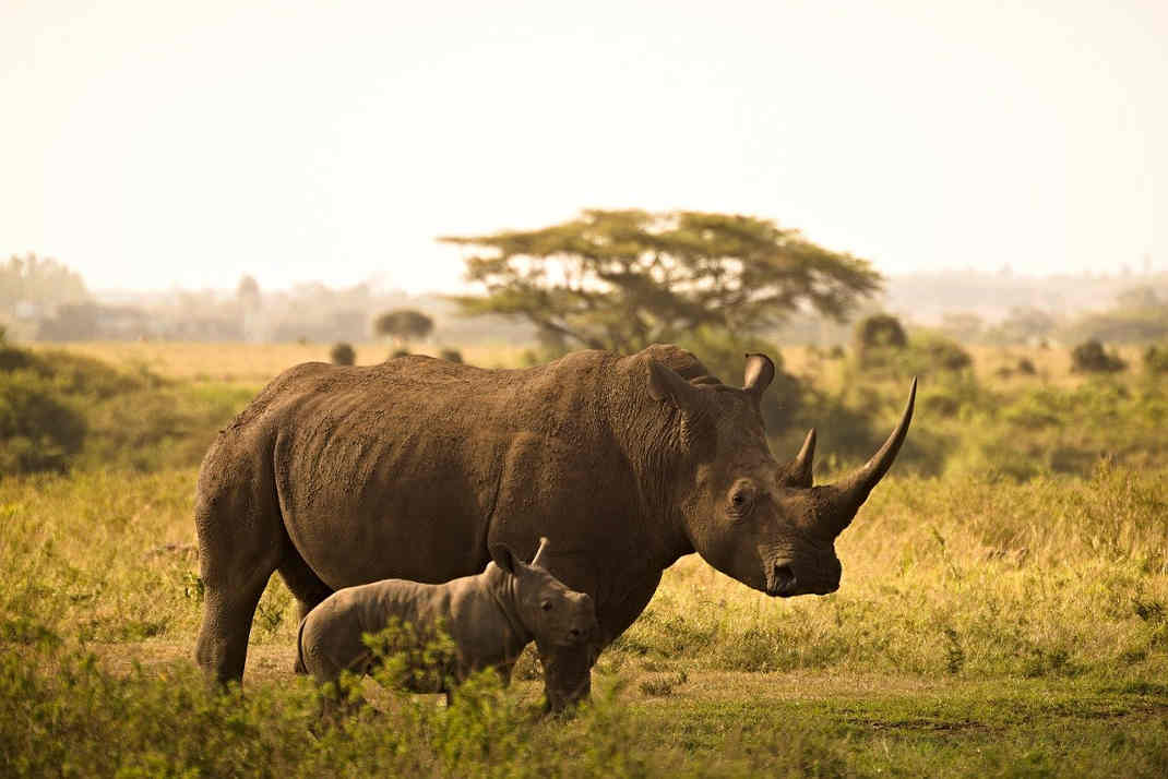 Rino