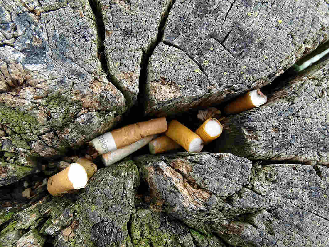 cigareto arbol