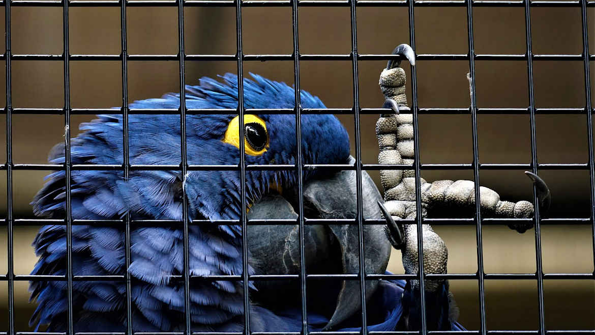 loro
