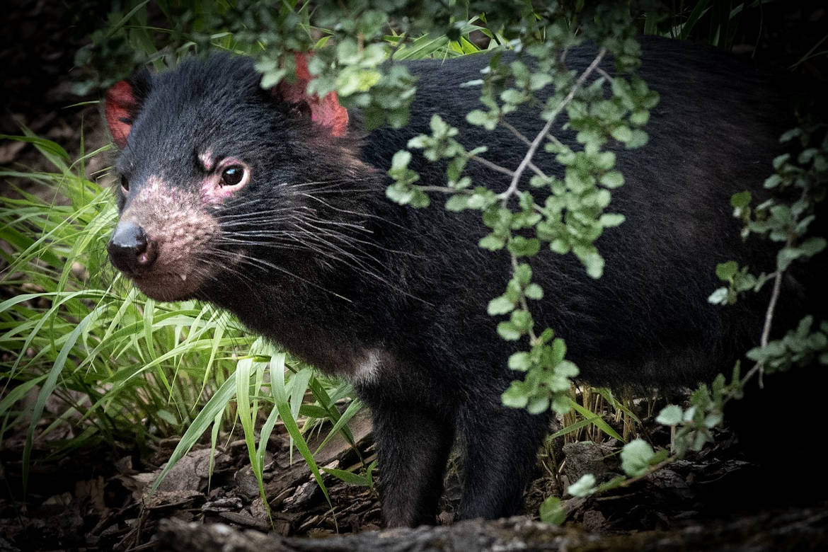 demonio de tasmania
