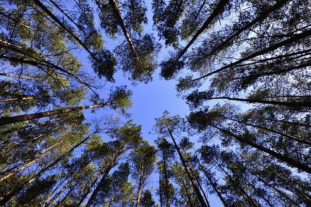 forest-231066_640