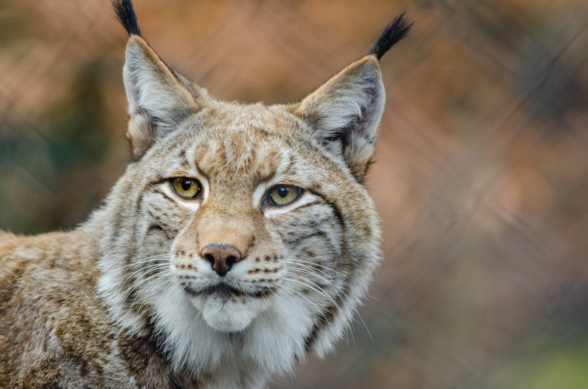 Lince iberico