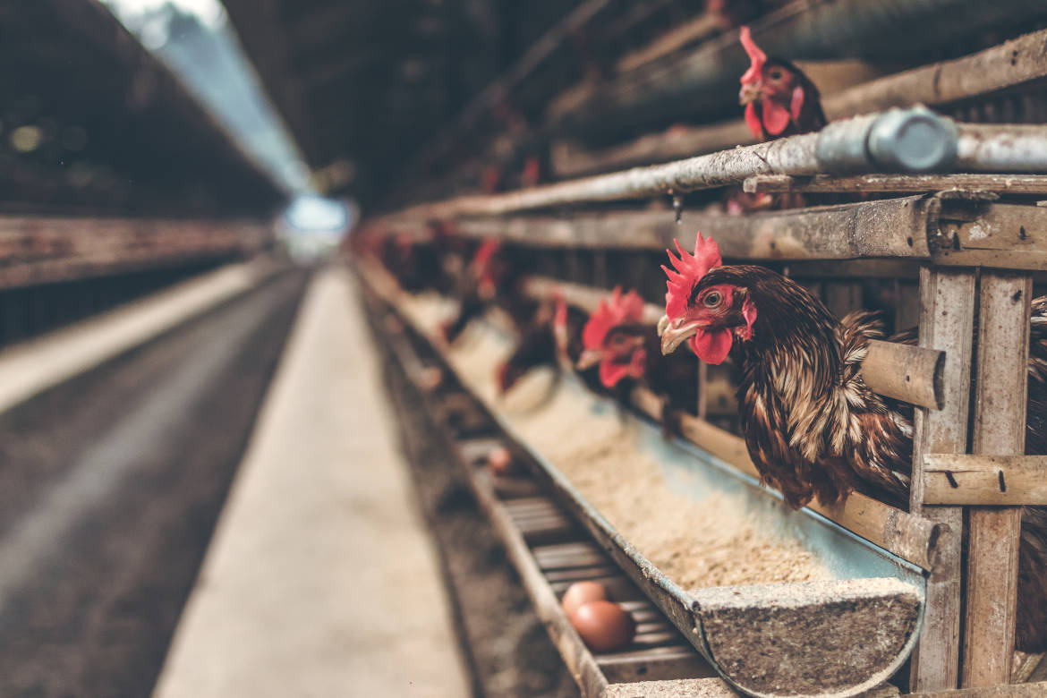 gallinas en jaulas
