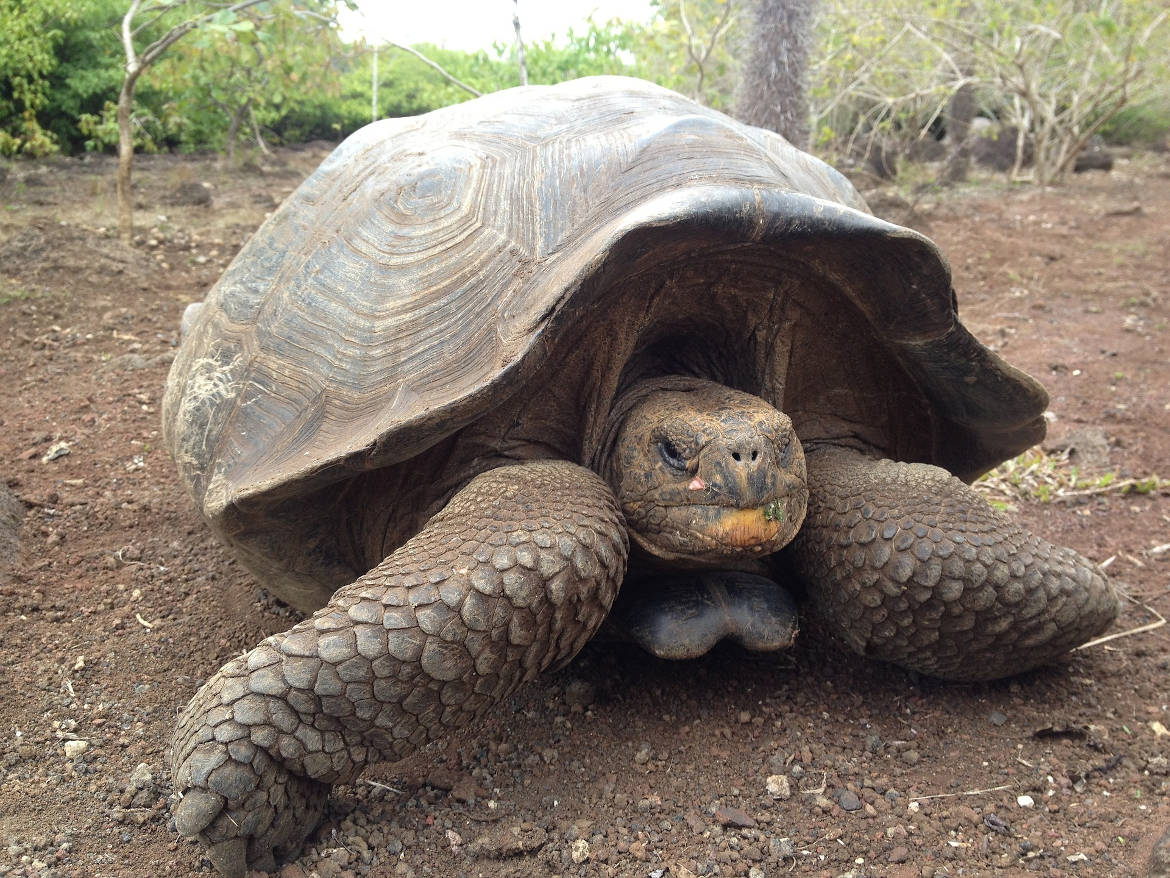 turtle-1204178_1920