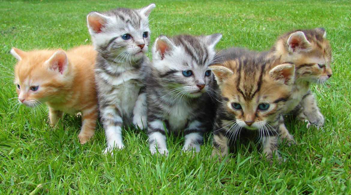 gatos