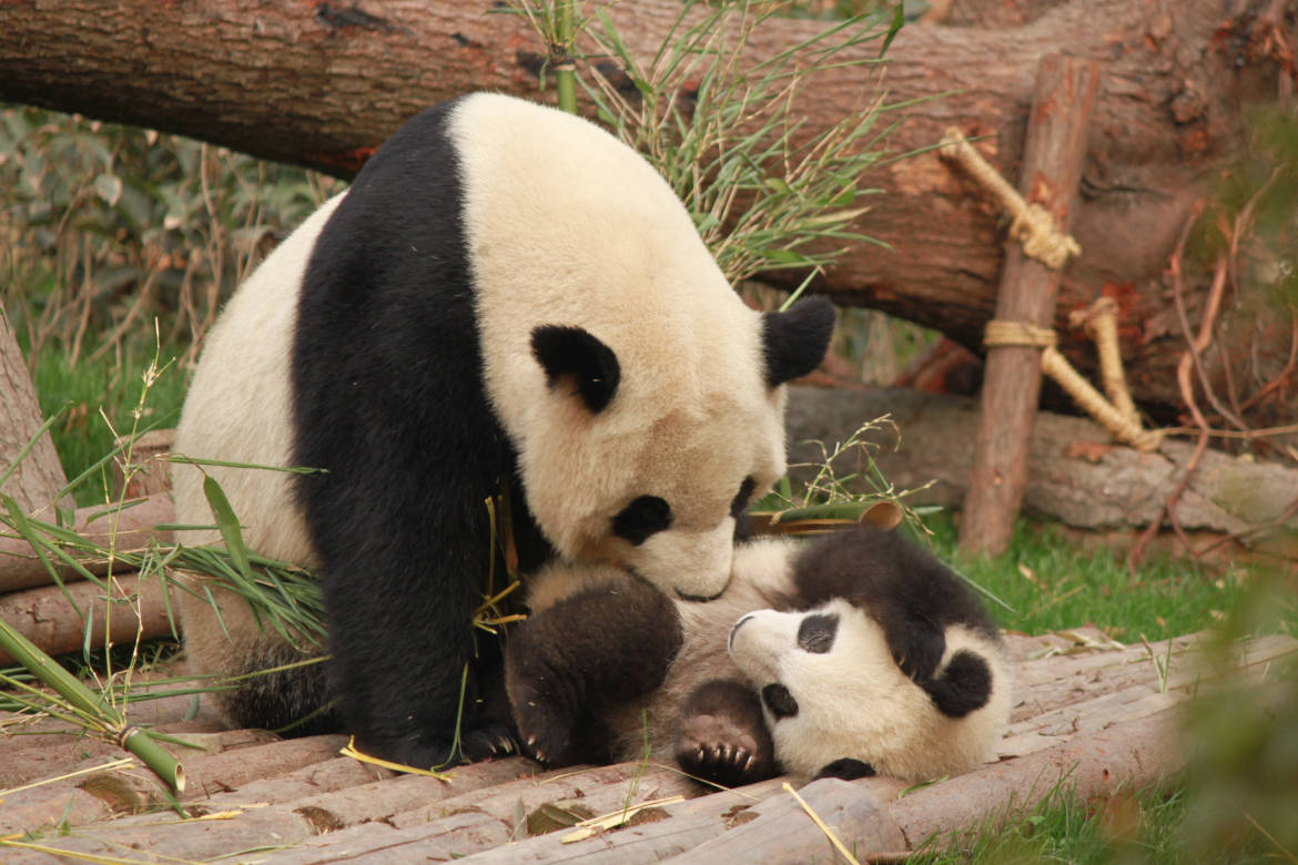 osos panda escalado