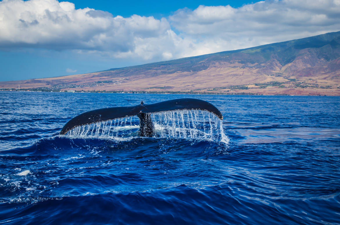 ballenas