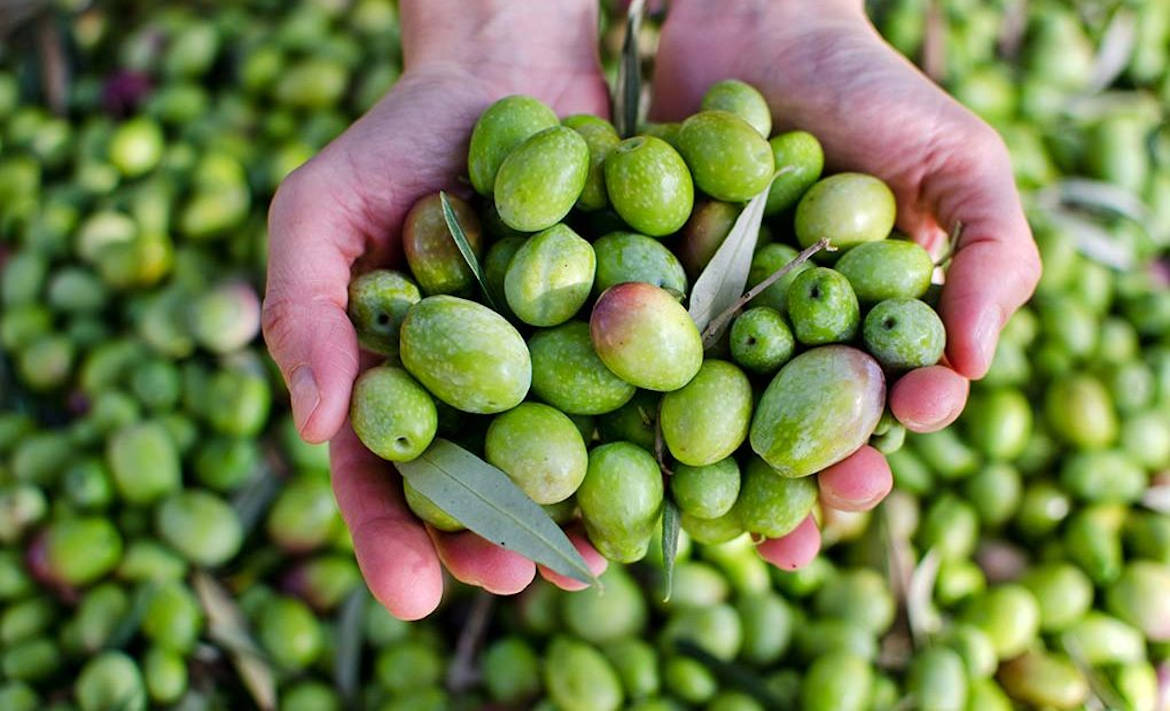 aceitunas