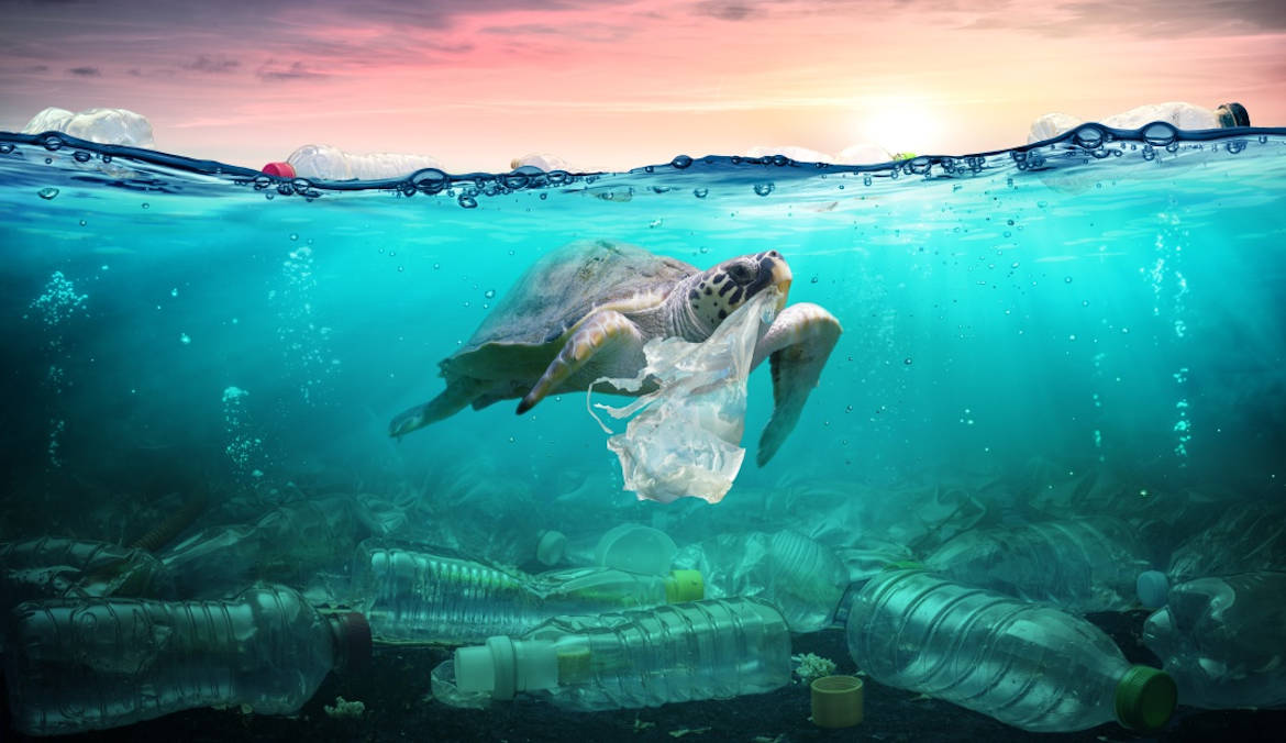 tortuga con plasticos