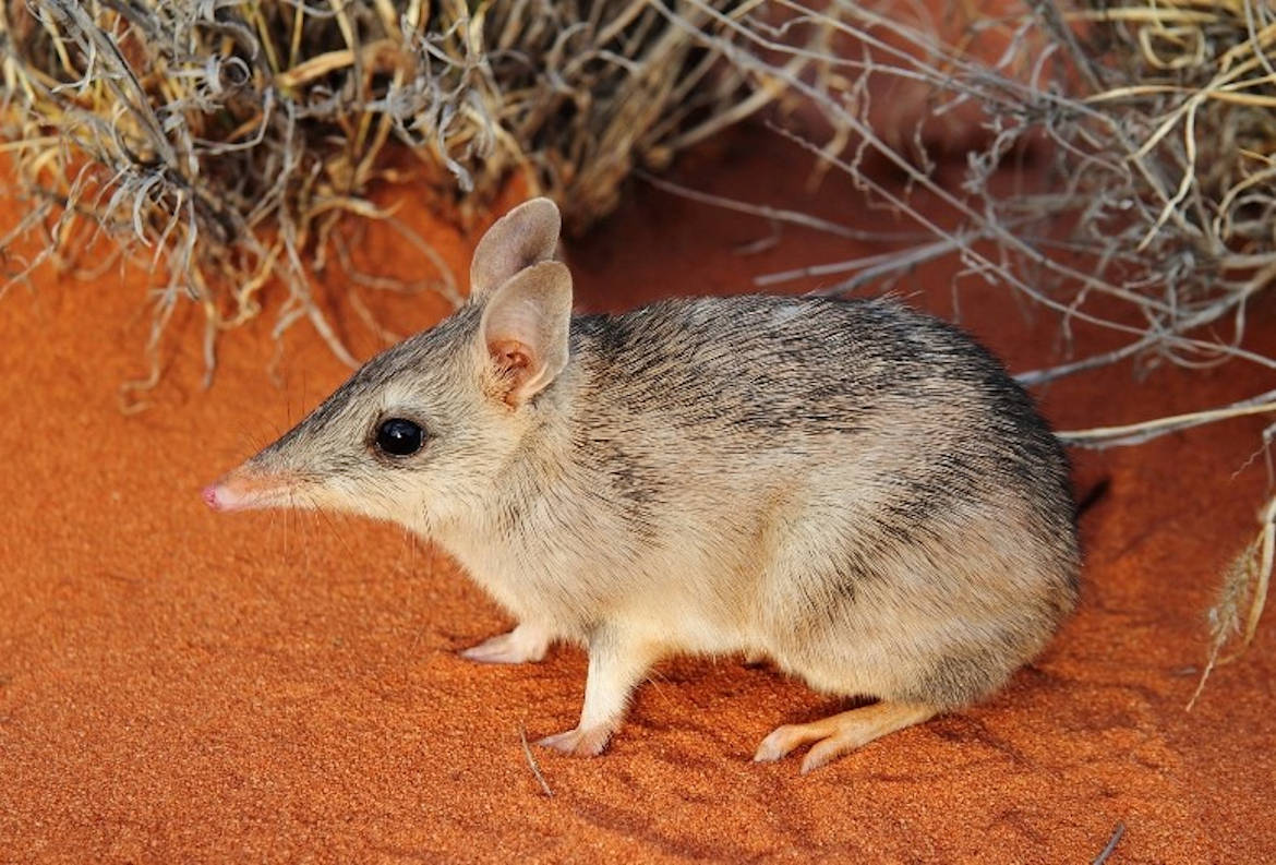 bandicut