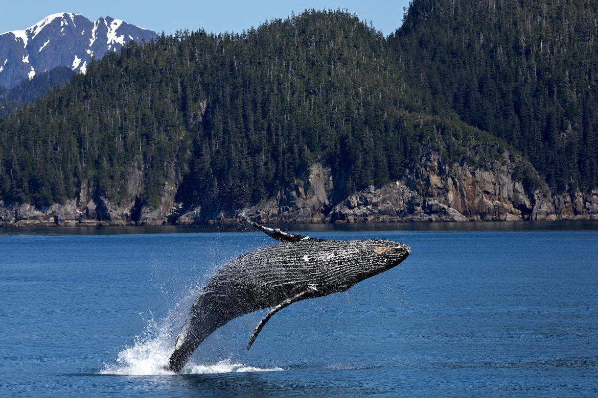 ballena