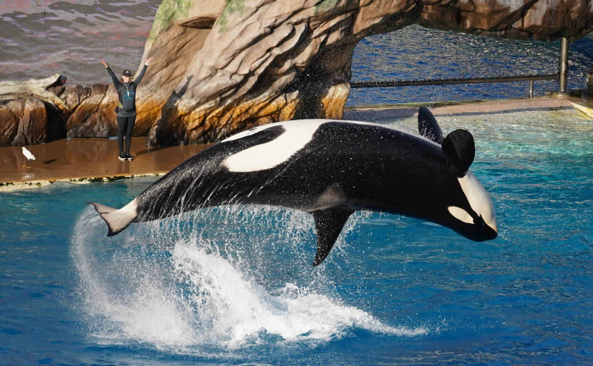 orca