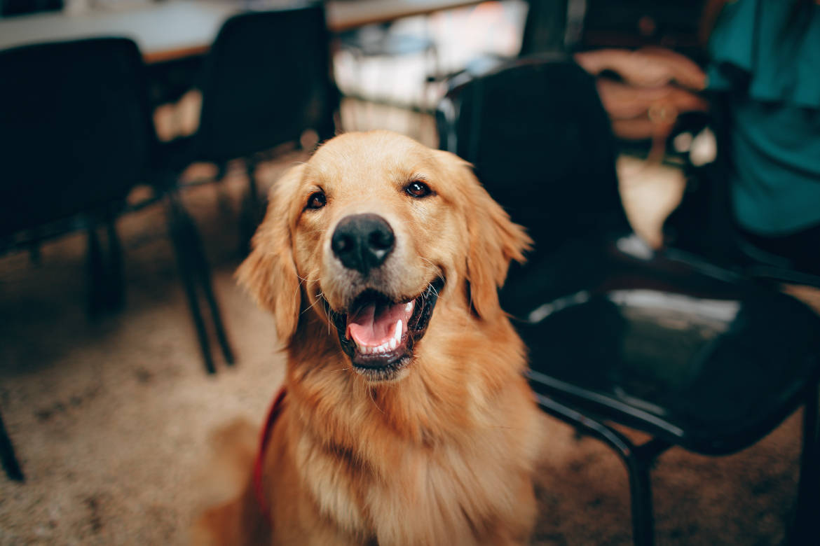 perro