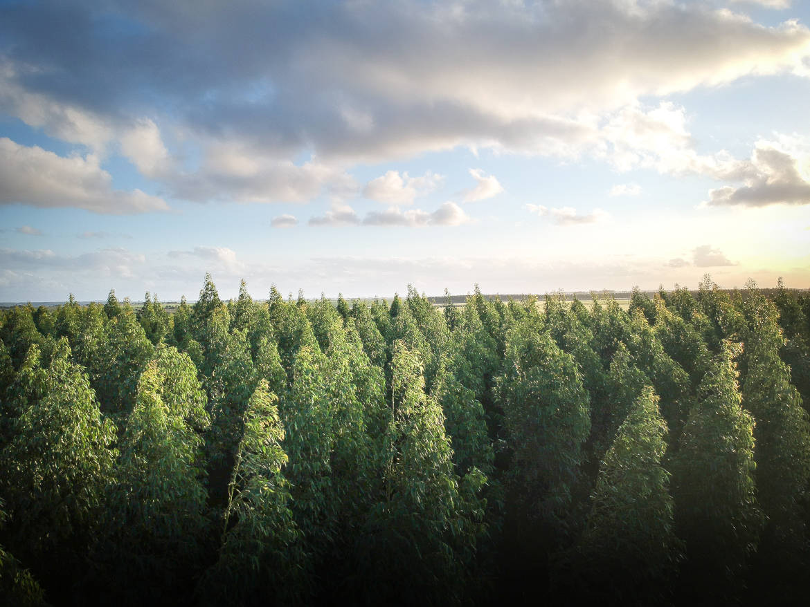 bosque reforestar
